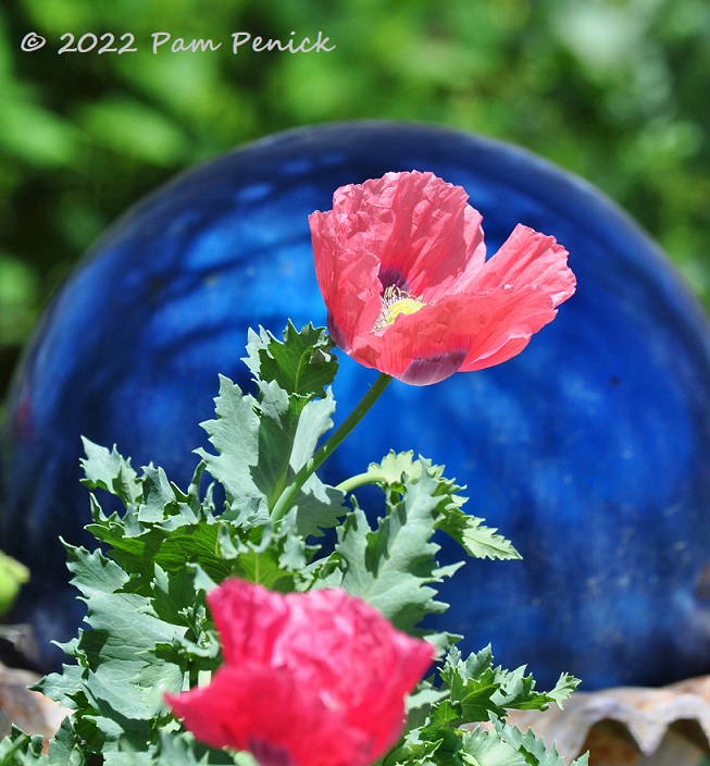 08_Poppies_Blue_gazing_ball.jpg