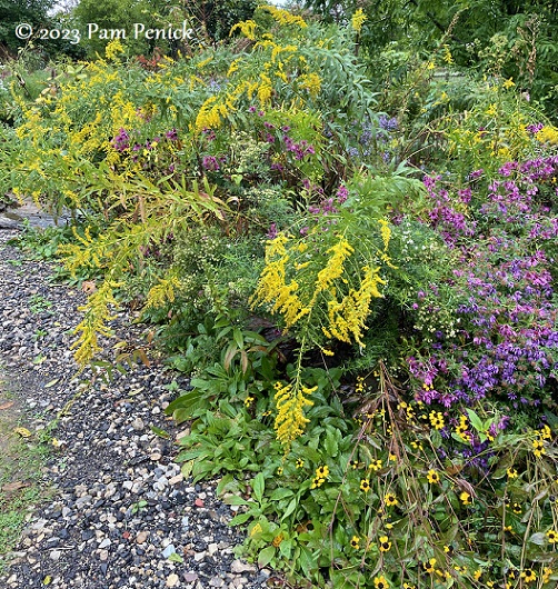 51_Goldrod_Asters_Rudbeckia.jpg