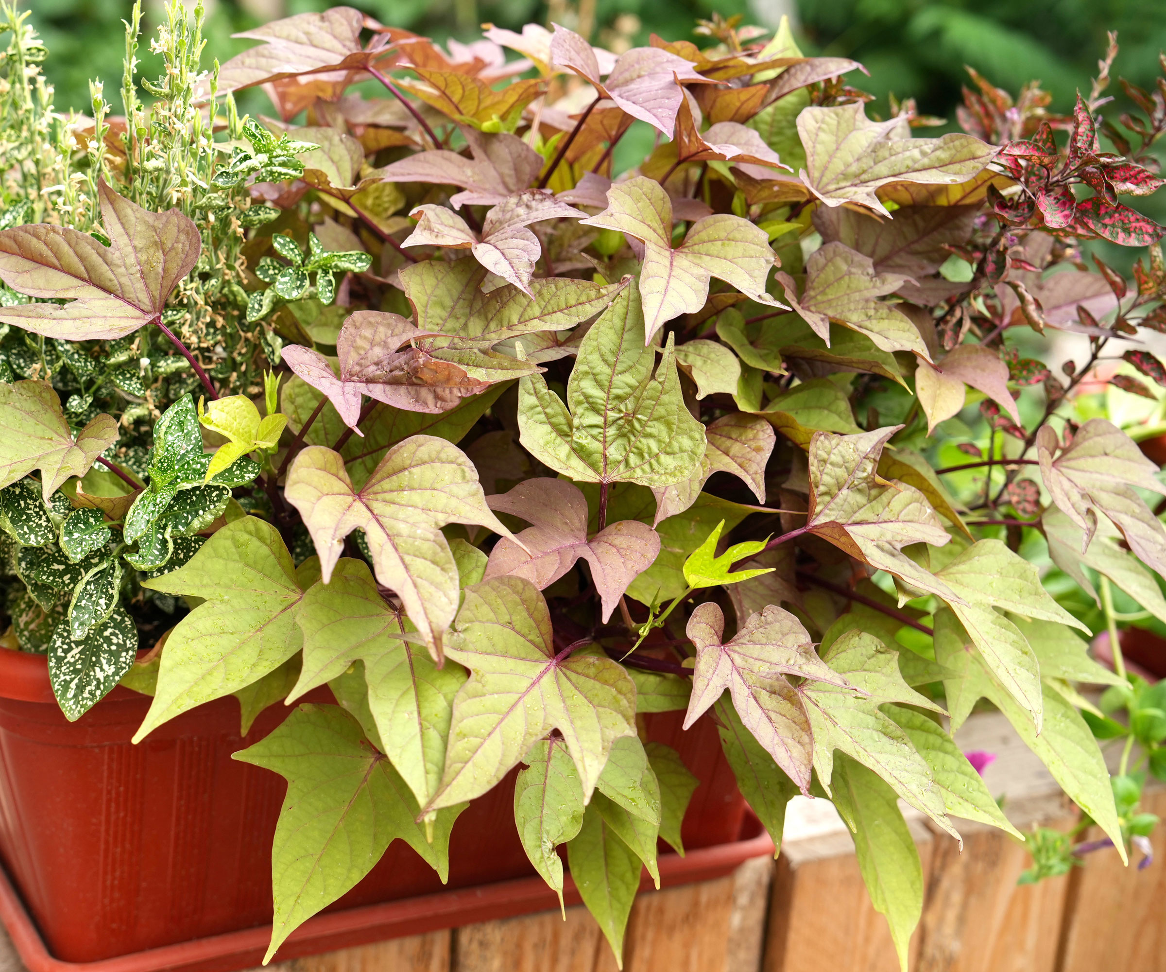 sweet potato vine plant in tub on patio ledge