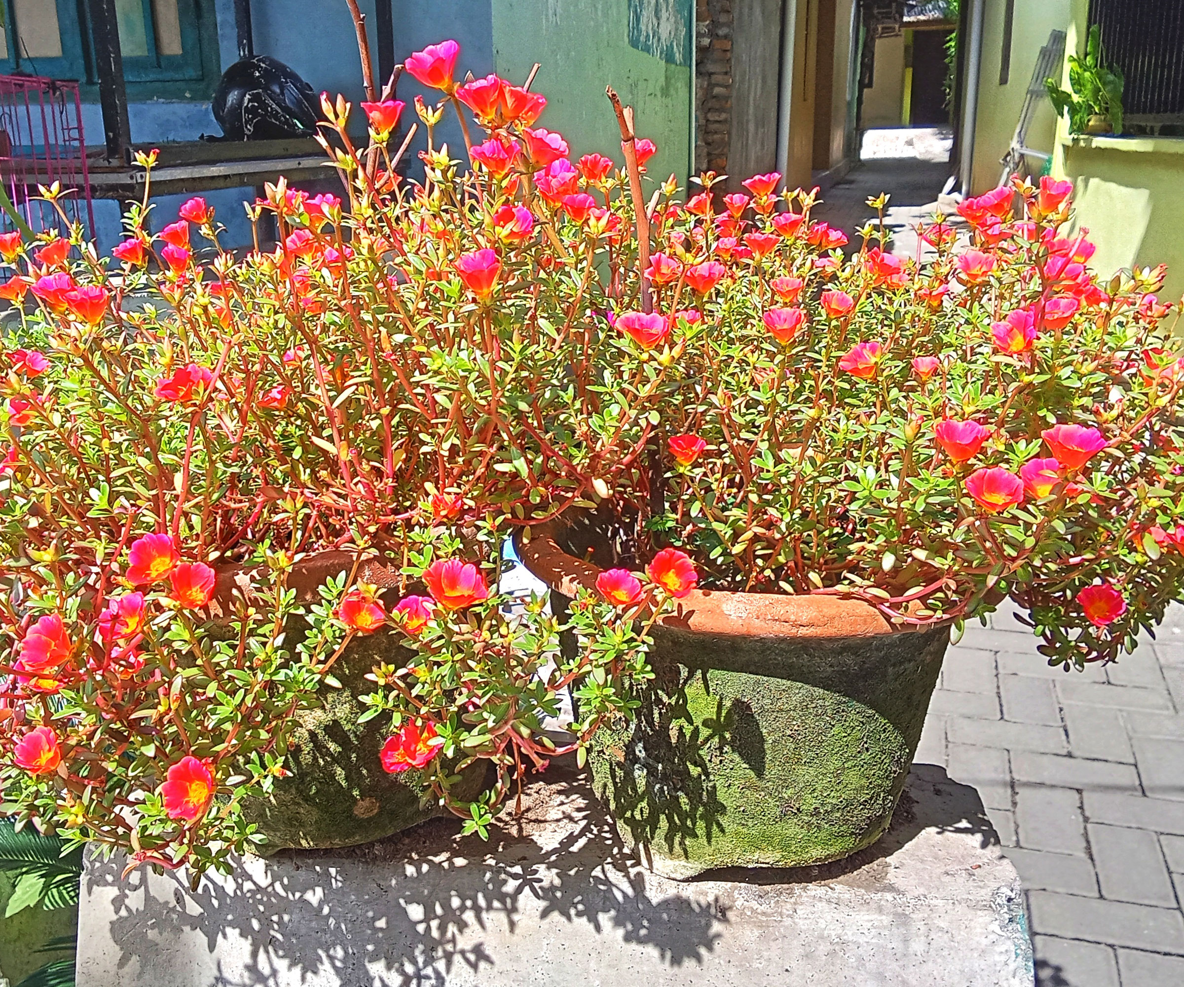 trailing portulaca in pots with bright pink flowers
