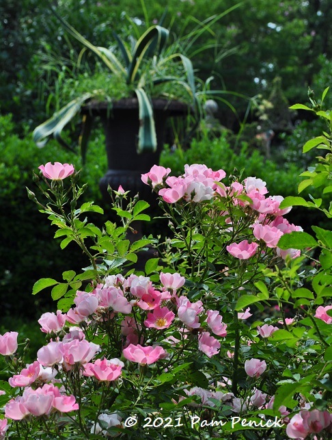 45_Pink_roses.jpg