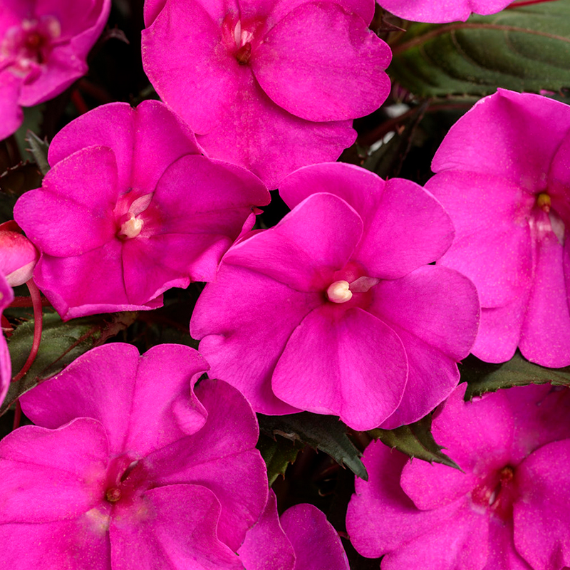 Sunpatiens® Compact Purple Impatiens