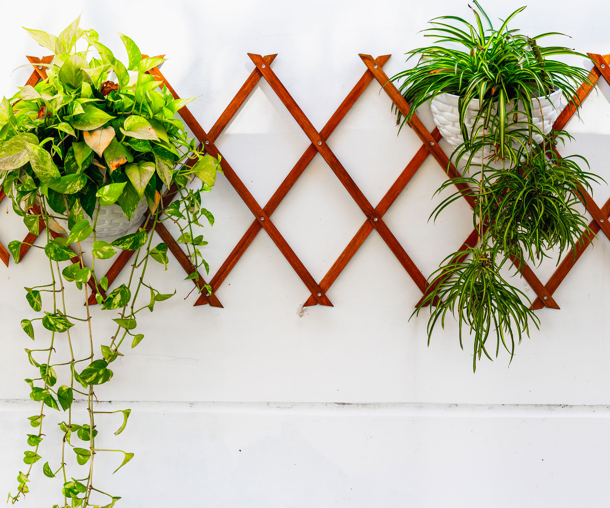 trailing houseplants fixed to wooden concertina wall mount against white wall