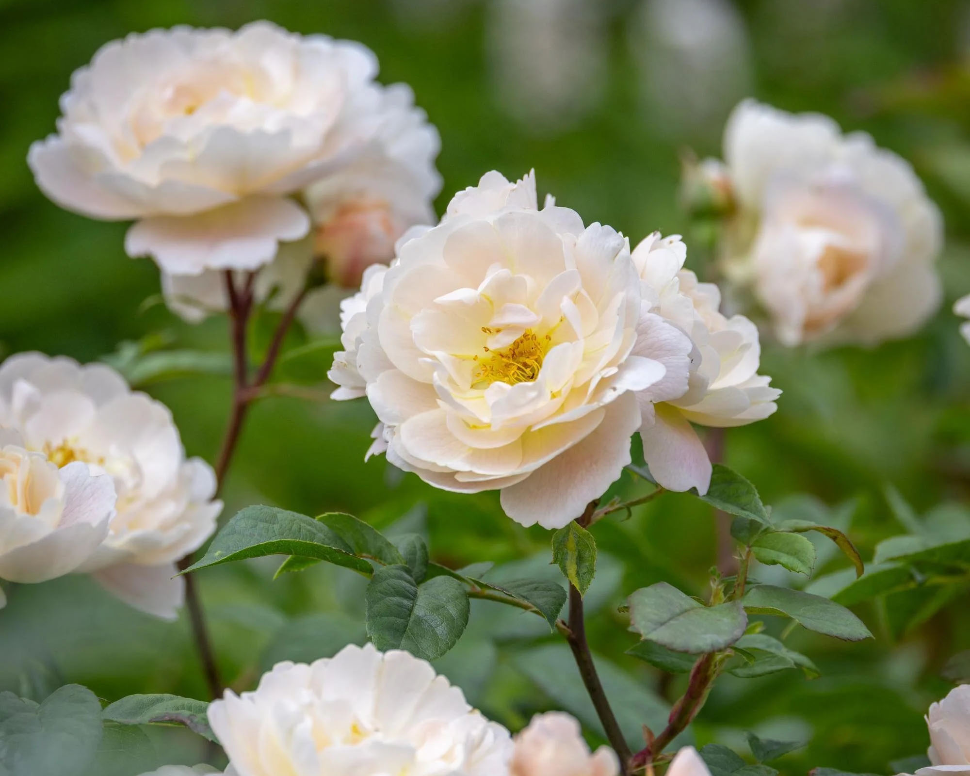 Sir David Beckham rose by David Austin Roses