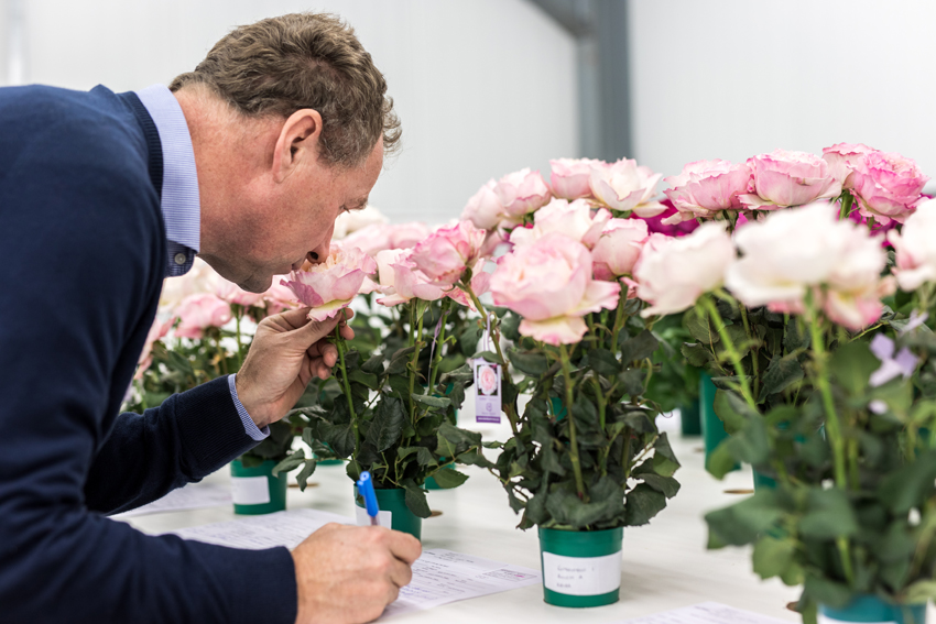 Breeding House at David Austin Roses