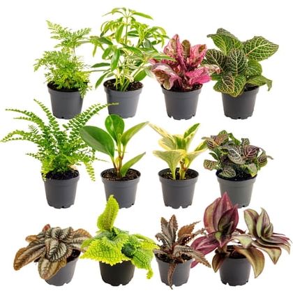 Costa Farms 4