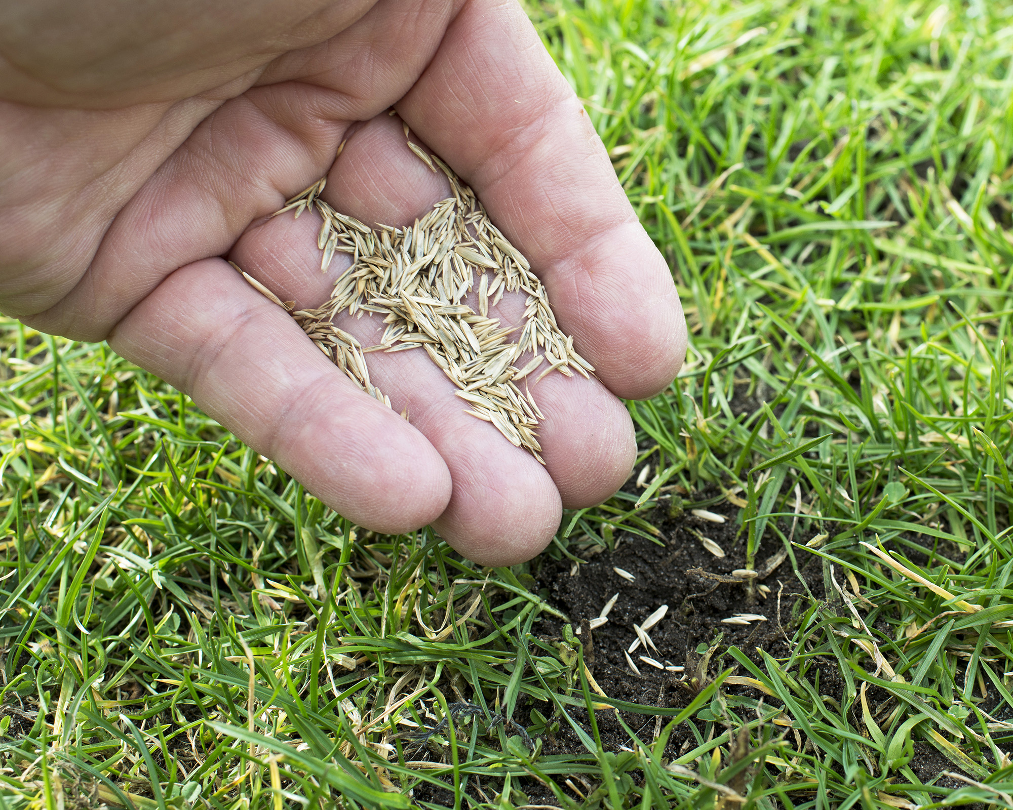 Seeding bare patches on the lawn