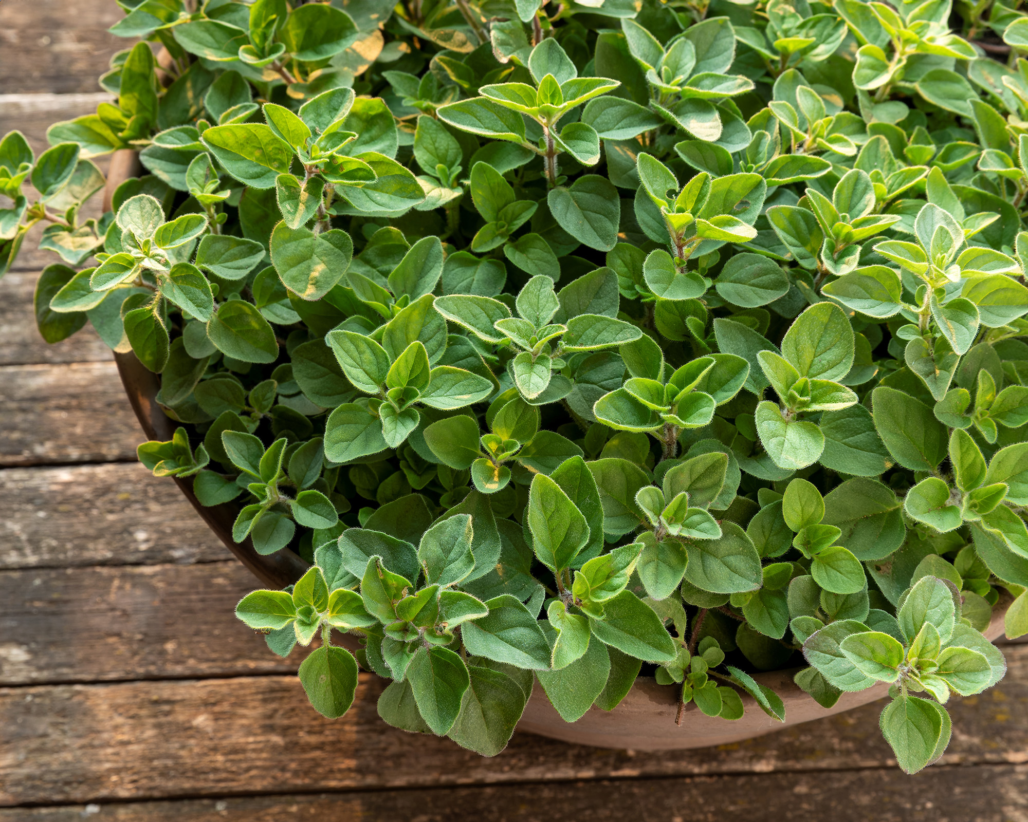 Greek Oregano growing in clay pot.