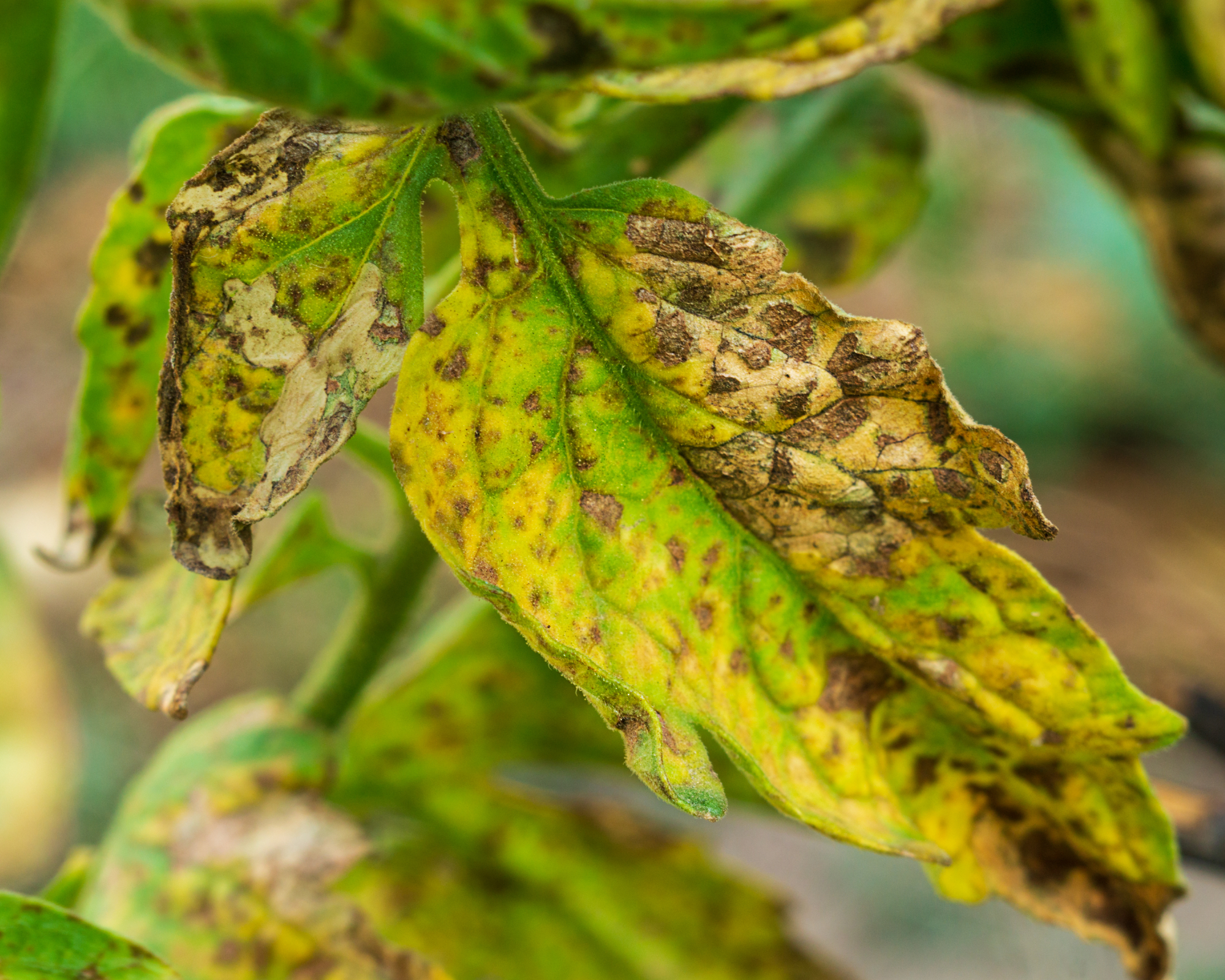 Infected tomato leaves close up view with late blight or other pathogenic fungal disease affecting plants of the nightshade family. Symptoms, manifestations, consequences of crop loss.