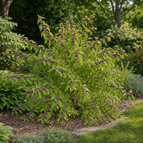 American Beautyberry | 3 Live Plants | Callicarpa Americana | Drought-Tolerant, Vibrant Purple Berries, Attracts Birds & Butterflies | Easy to Grow