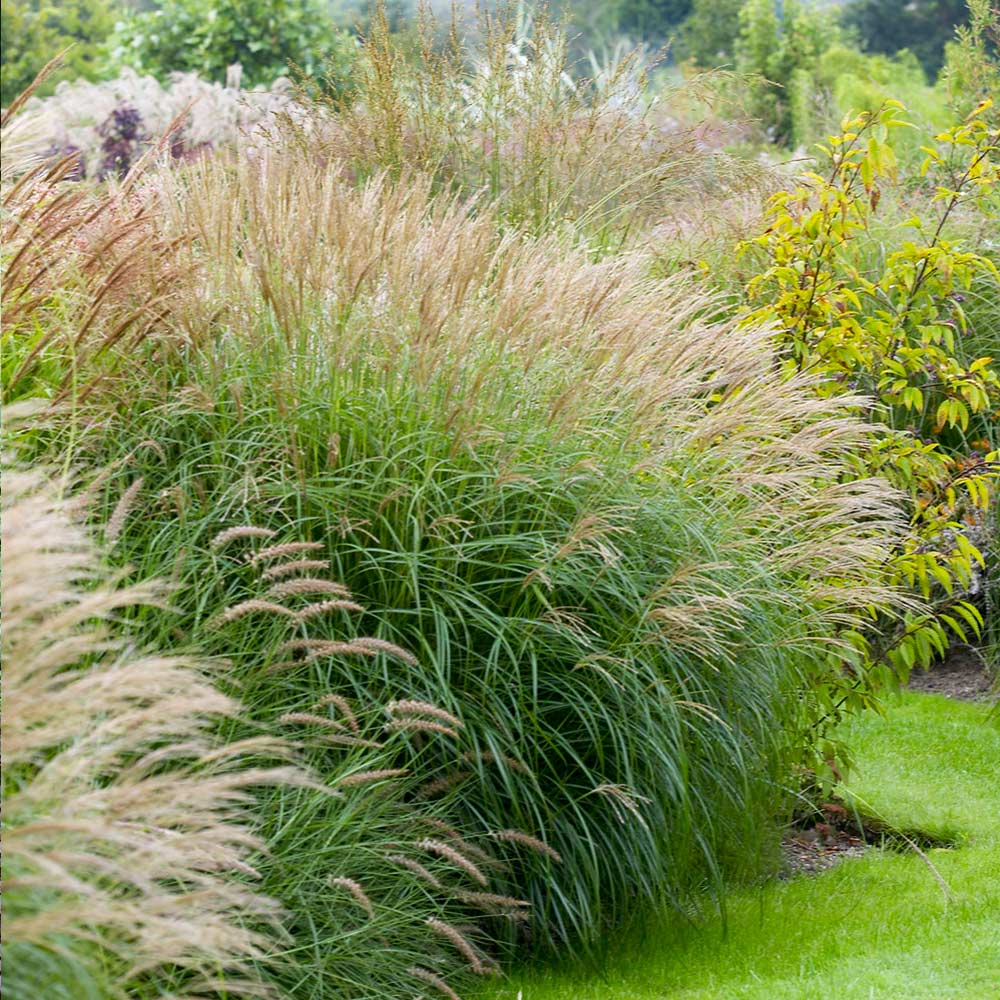 Adagio Maiden Grass Adagio Maiden Grass