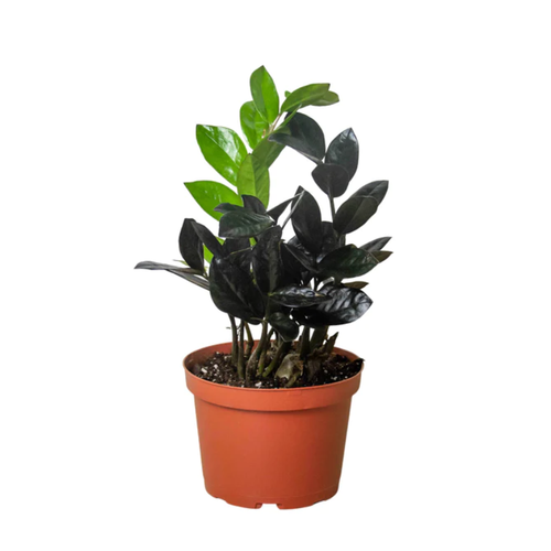 Black Raven Zz Plant Black Raven Zz Plant