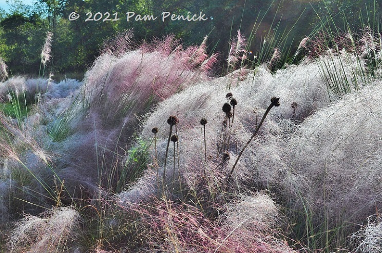 20_White_pink_muhly_grasses-1.jpg