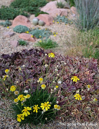 26_Purple_sedum_Daisy.jpg