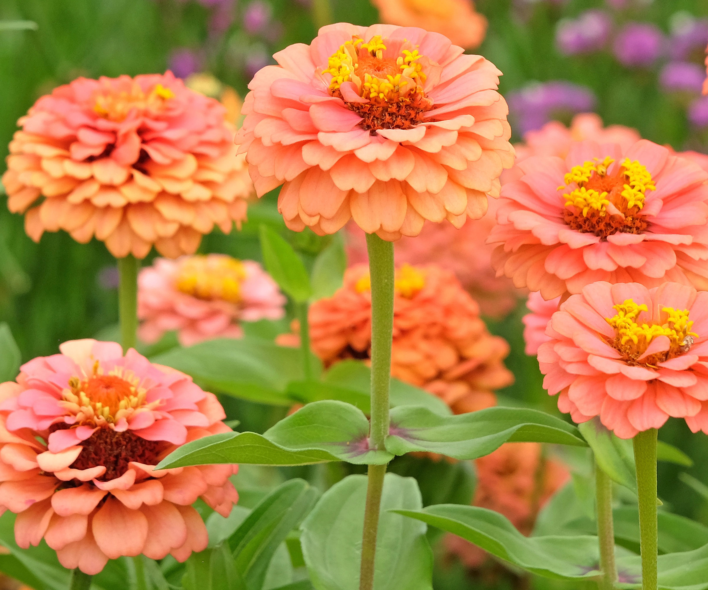 Zinnia Oklahoma Salmon plants in full bloom with peachy orange petals