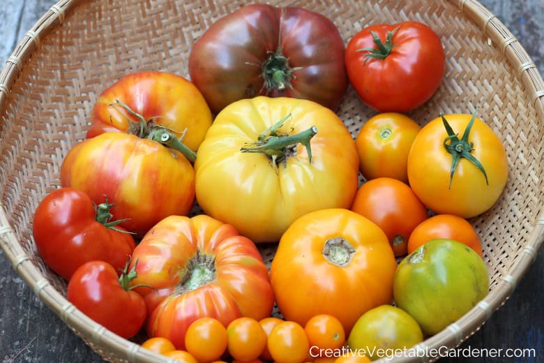 colorful tomatoes from the garden in a bowl