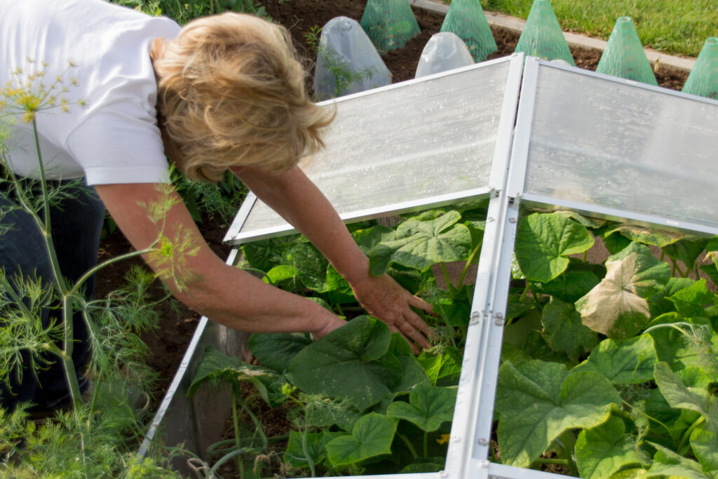 Cold-frame-small-1024x683.jpg