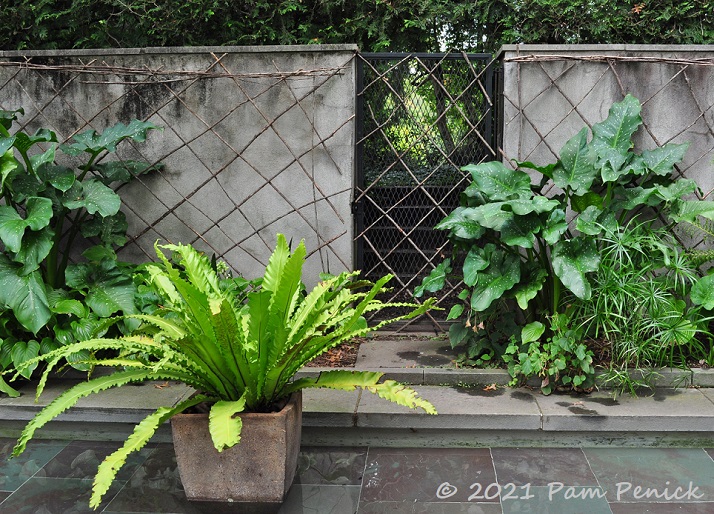 52_Fern_Willow_lattice_on_wall.jpg