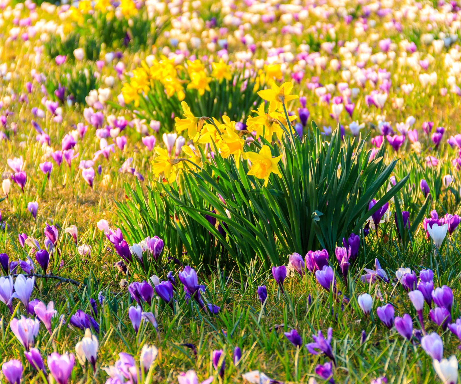 crocus and daffodil display on garden lawn