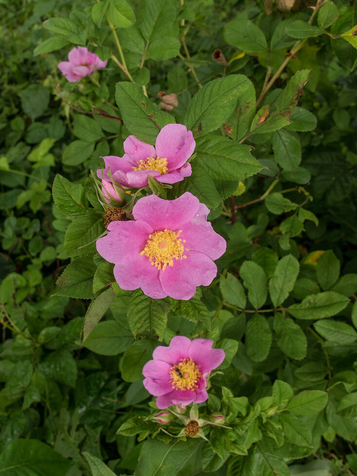 R. Carolina Native Rose