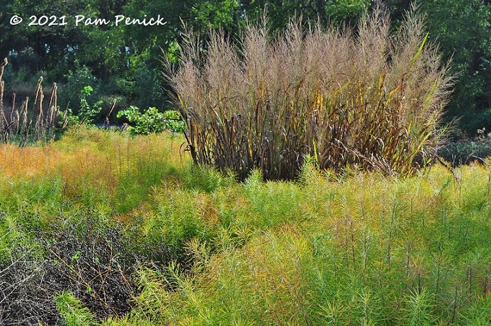 34_Tall_grass_Amsonia-1.jpg