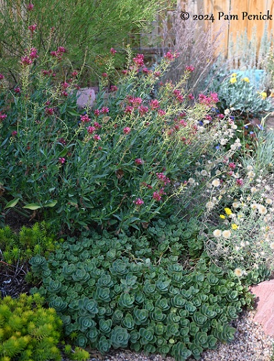 03_Sedum_xeric_garden.jpg