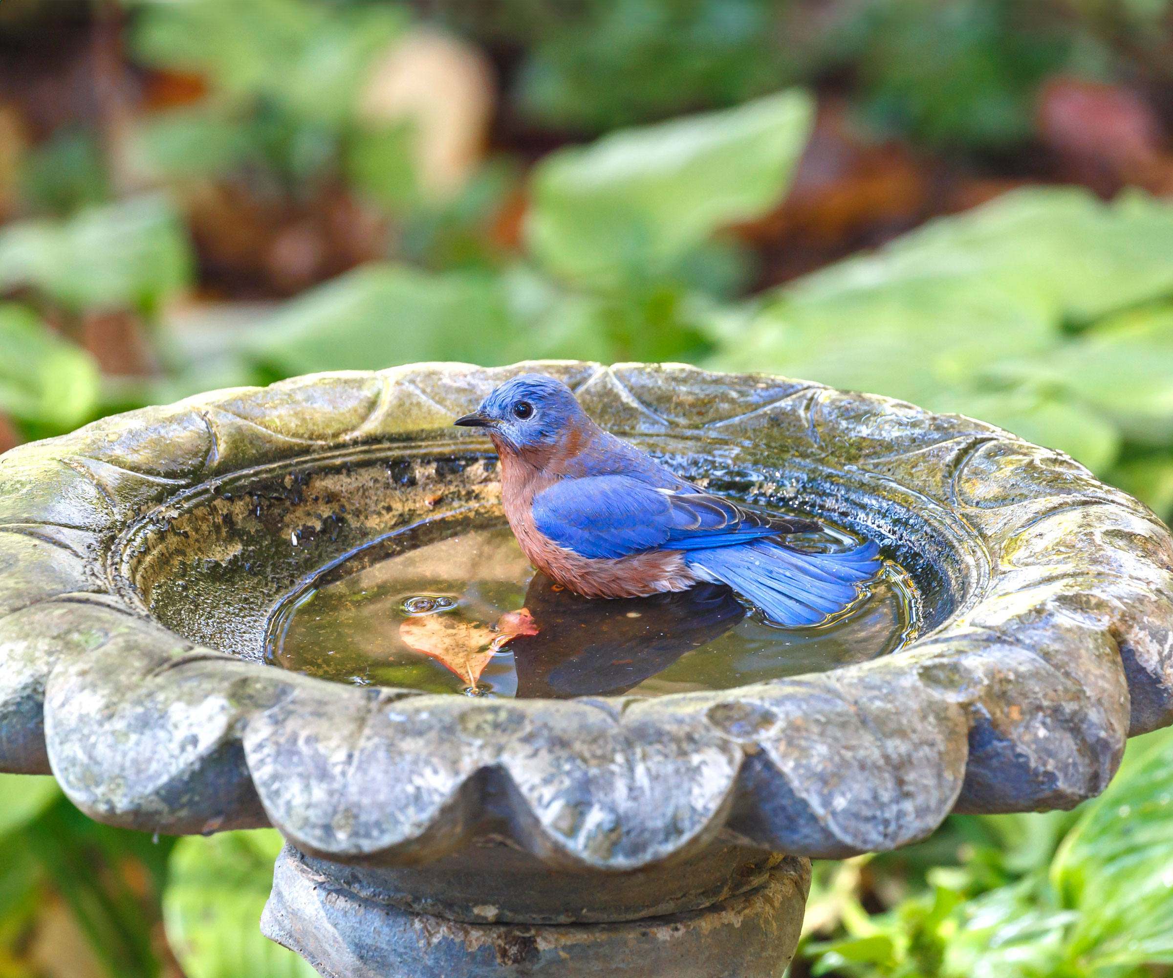 bluebird sitting in bird bath filled with water