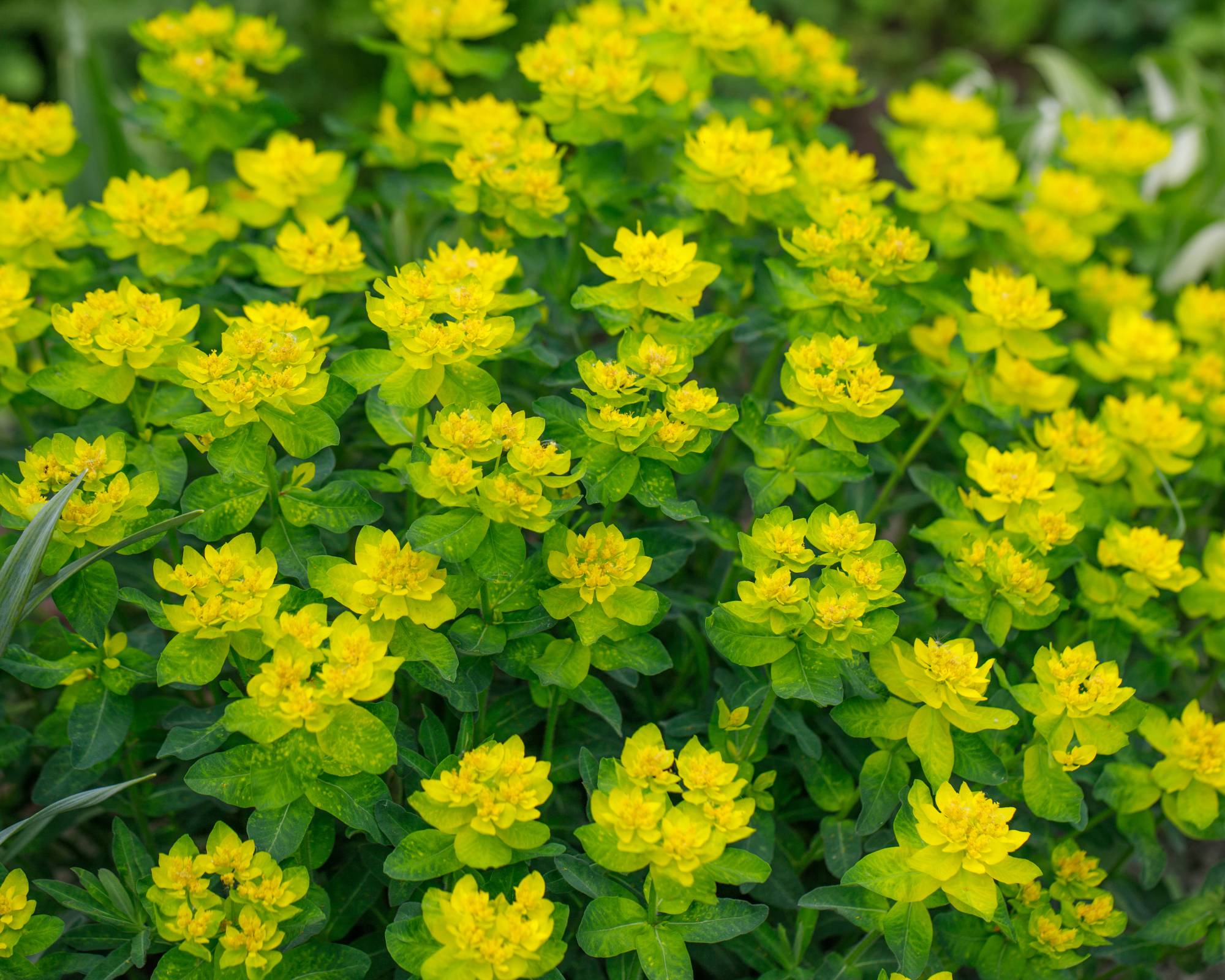 Cushion spurge Euphorbia polychroma