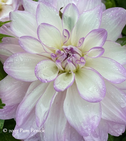 64_Lavender_white_dahlia.jpg