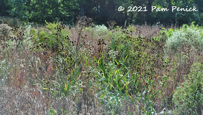 13_Meadow_plants.jpg