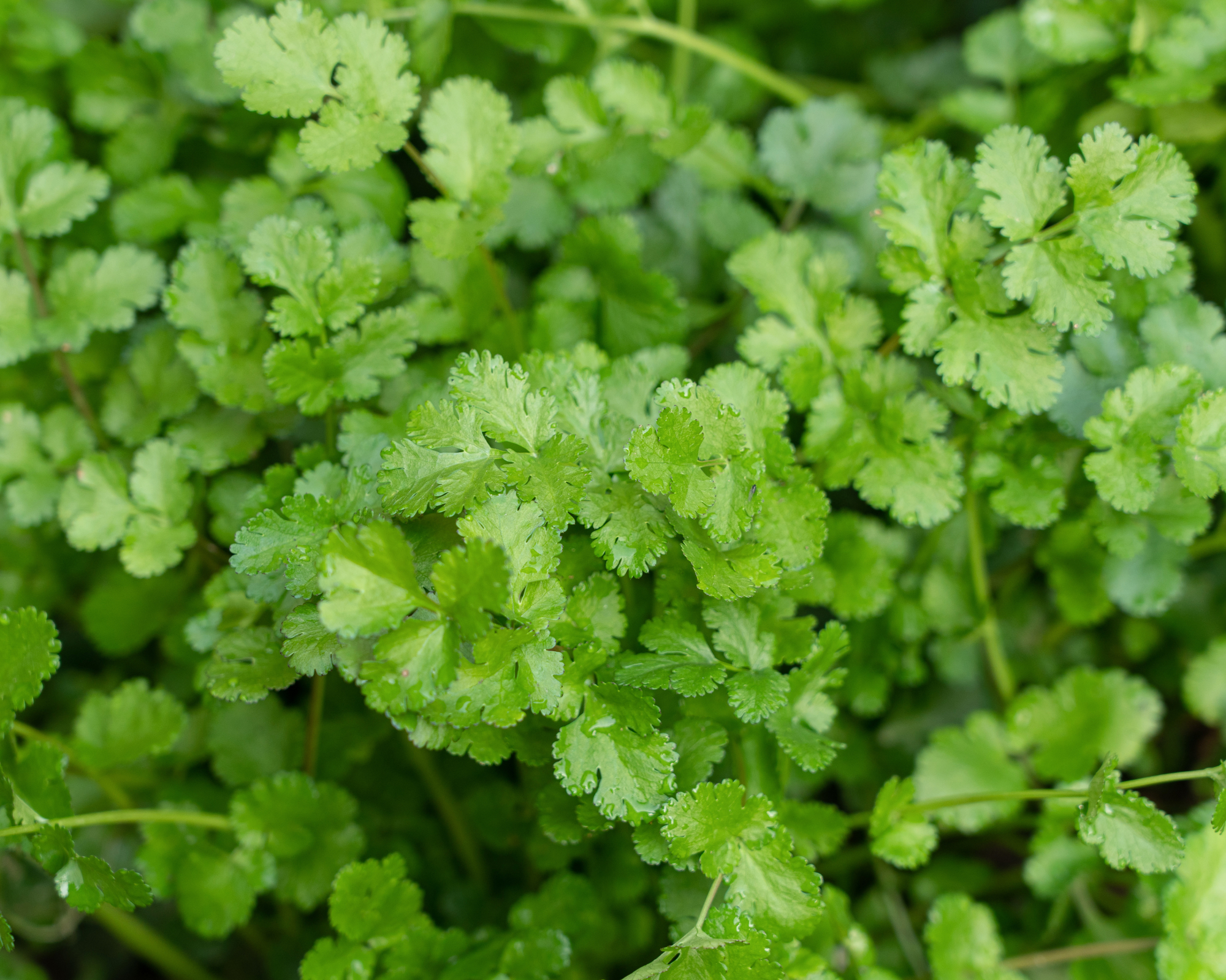 Fresh green cilantro leaves growing in garden