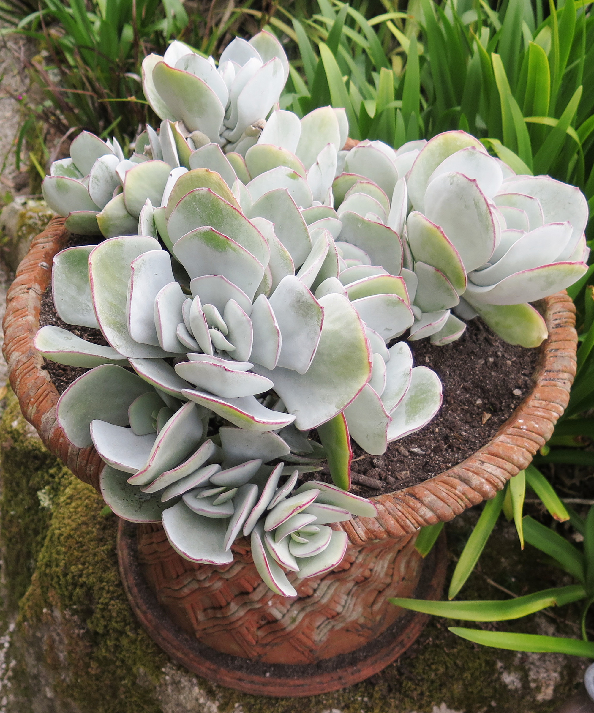 The succulent Crassula arborescens (silver dollar jade plant) growing in a terracotta pot  in a garden