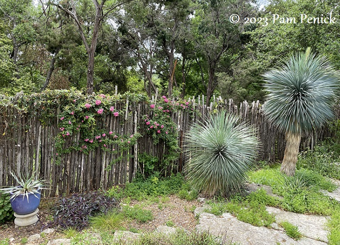 06_Yucca_rostrata_Peggy_Martin_rose.jpg
