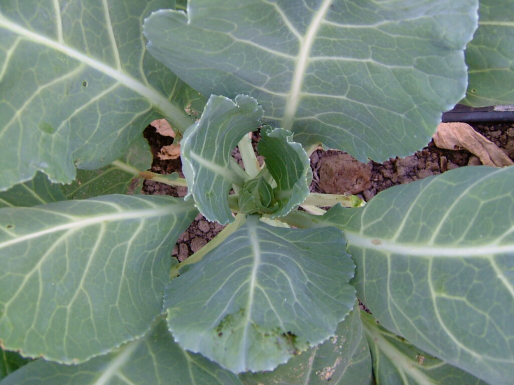 Collards plant
