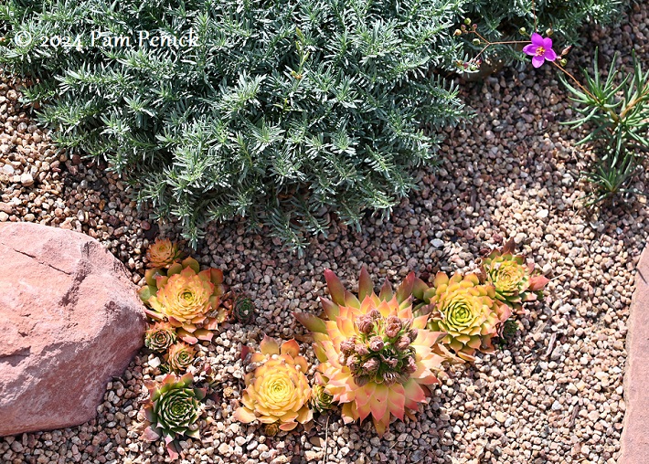 14_Sempervivum.jpg