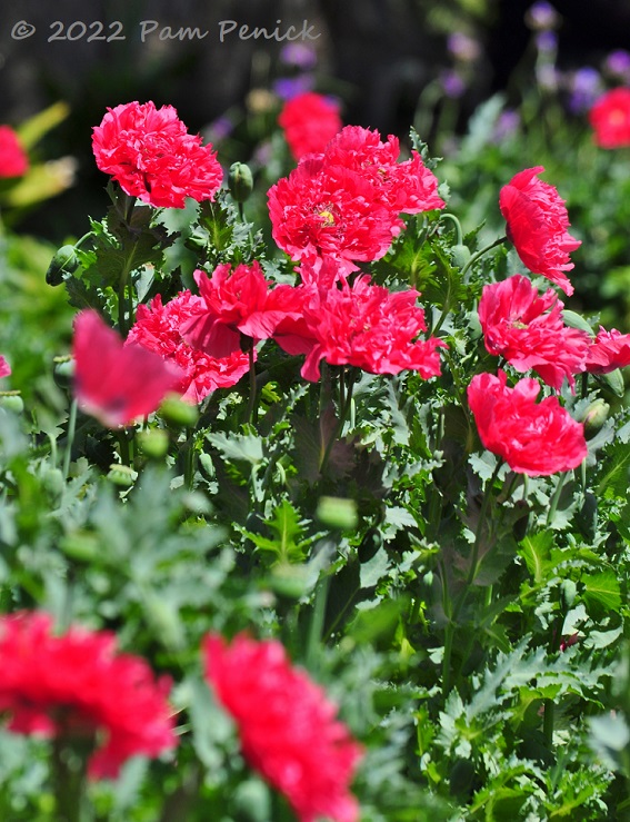 09_Frilly_poppies.jpg