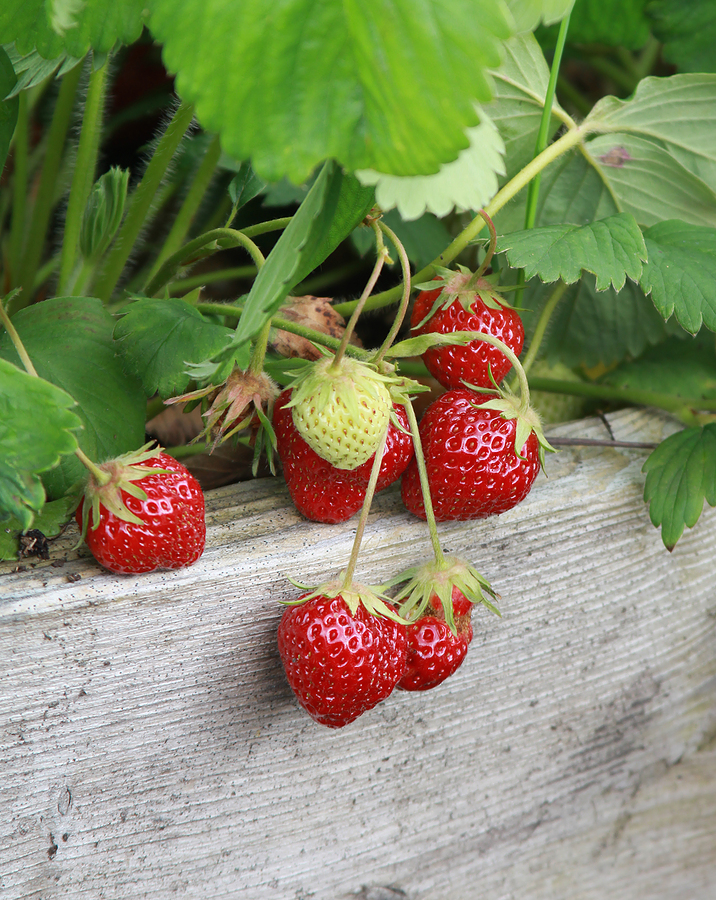 Strawberry in window box
