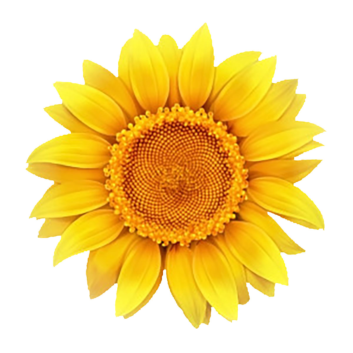 sunflower-1200.jpg