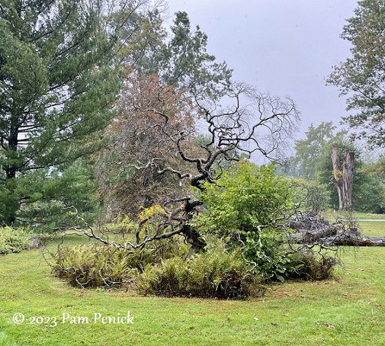 69_Contorted_tree.jpg
