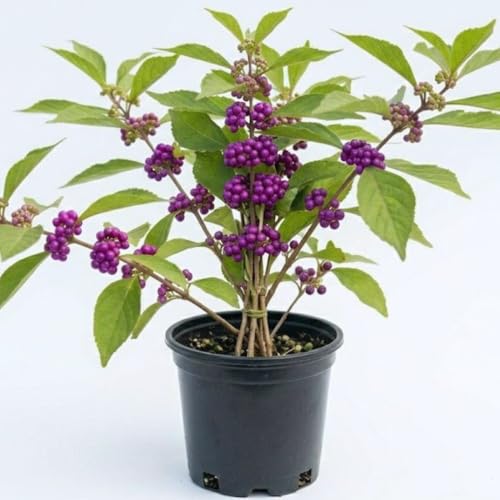 American Beautyberry Live Plant, Border Landscape Shrub, 4 Inch Pot
