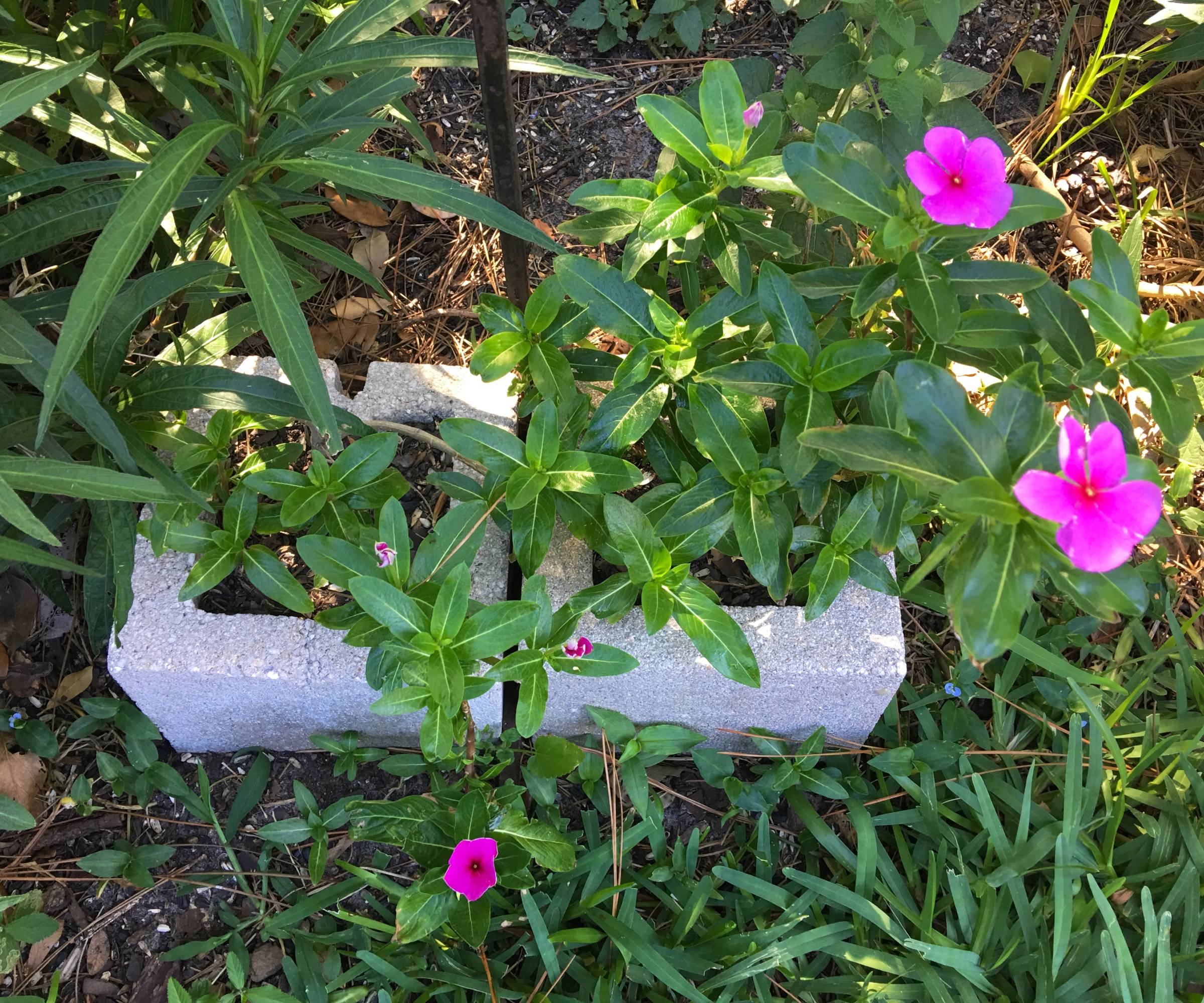 Pink flowers growing out of a cinder block