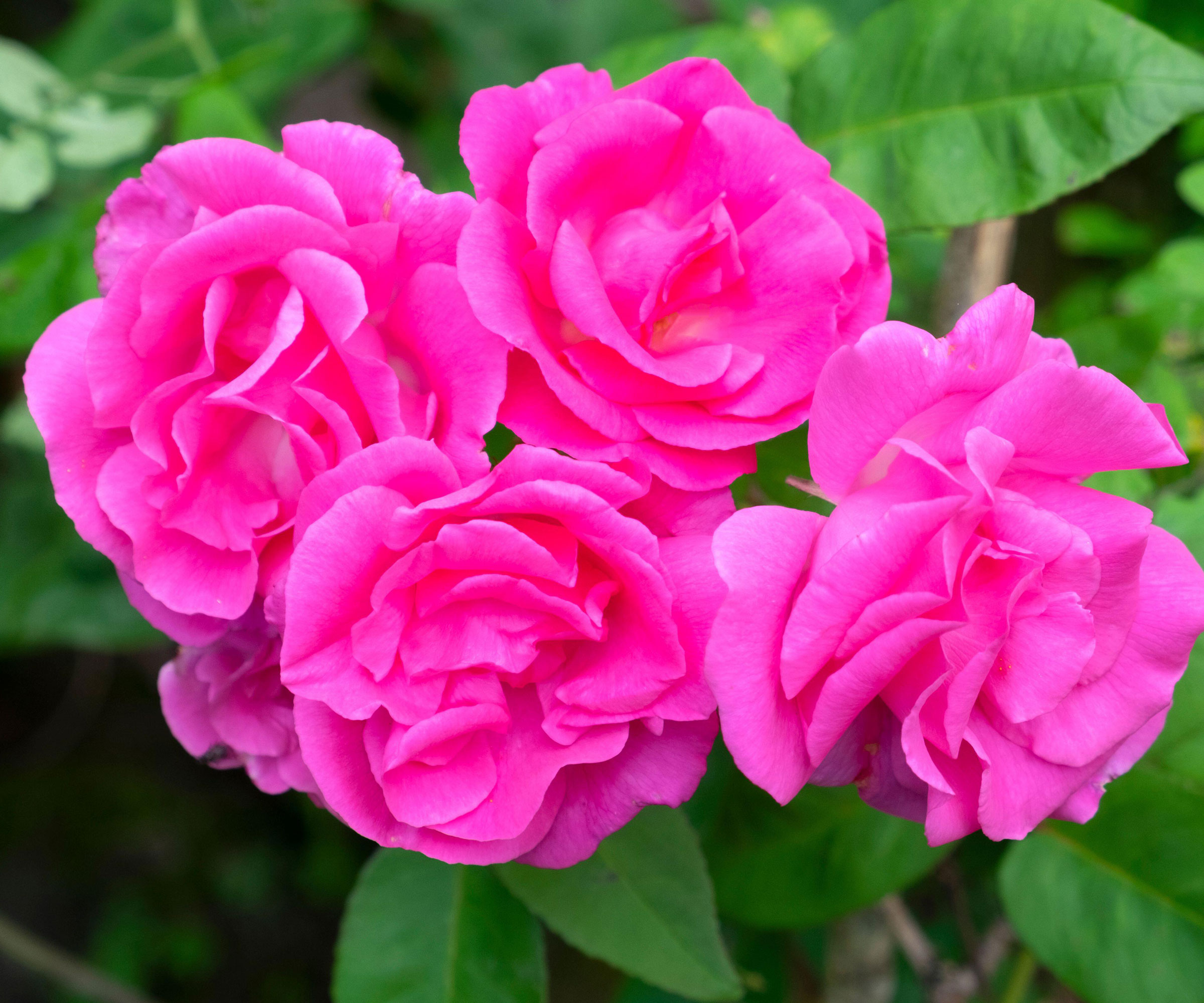 rose zephirine drouhin in full bloom