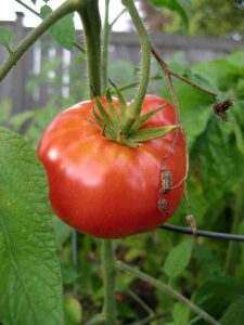 Tomato-beefsteak-225x300.jpg