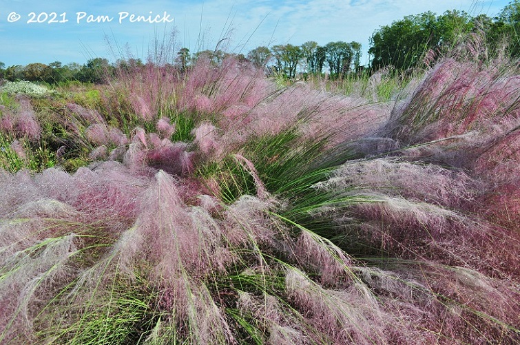 06_Pink_muhly_grass.jpg