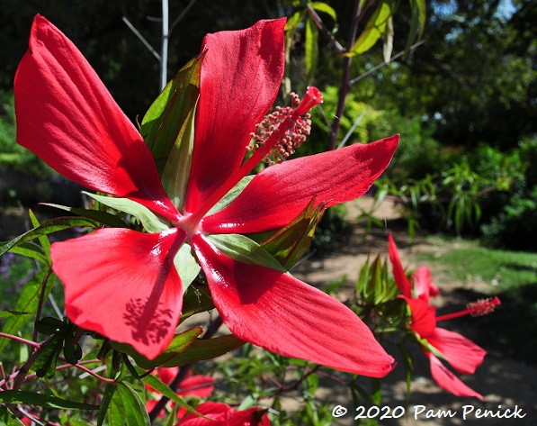 02_Red_hibiscus.jpg