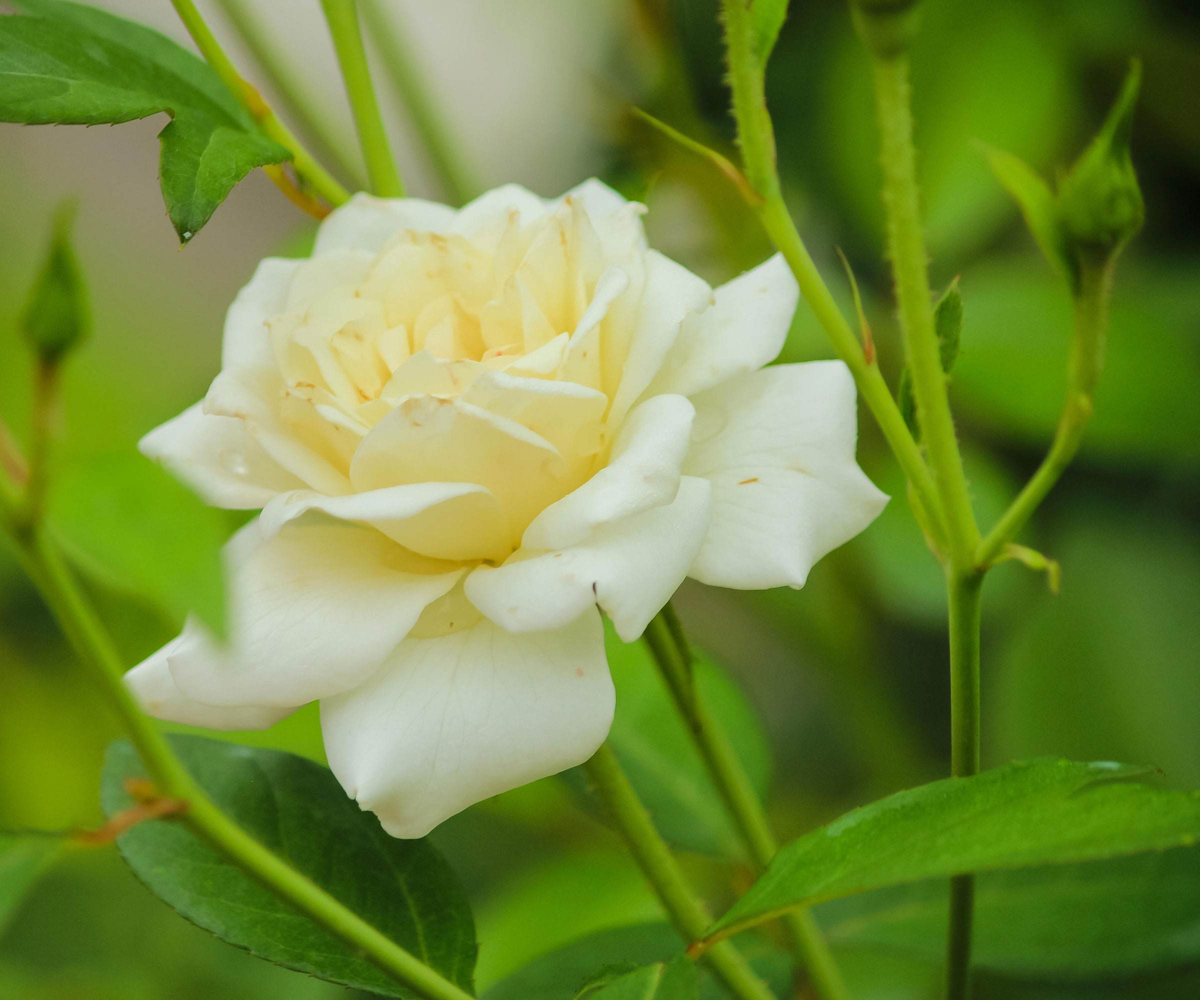 rose Iceberg in full bloom with creamy white flowers