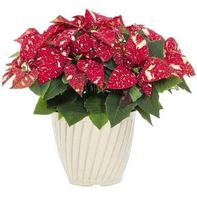 Better Homes & Gardens 1.25gal Red White Poinsettia Live Houseplant Plastic Decorative Planter