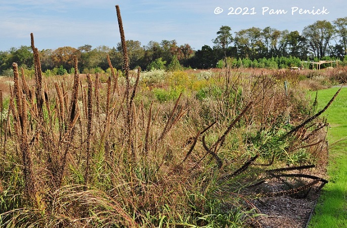 33_Seedheads_fall_grasses.jpg