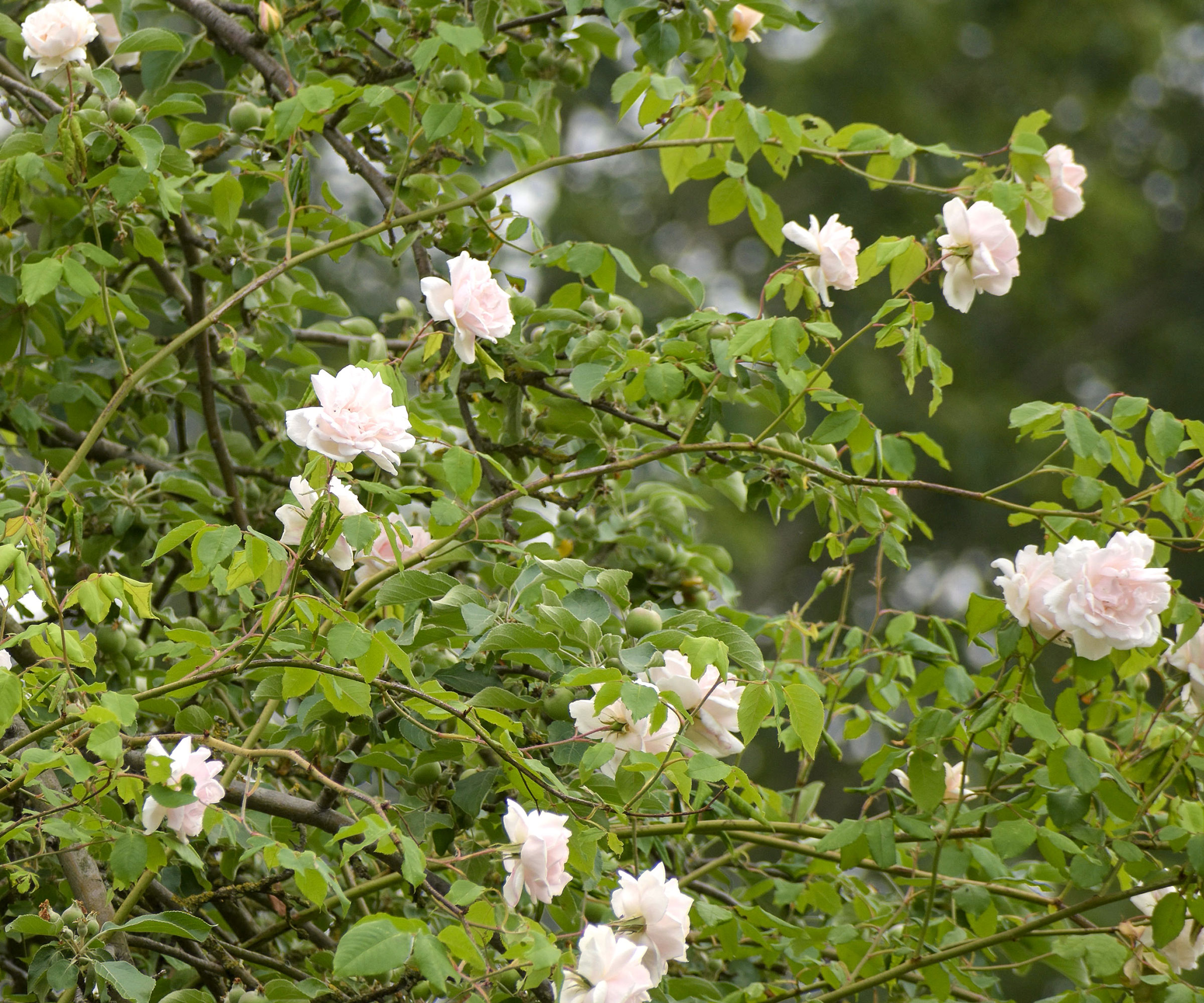white madame alfred carriere roses on shrub
