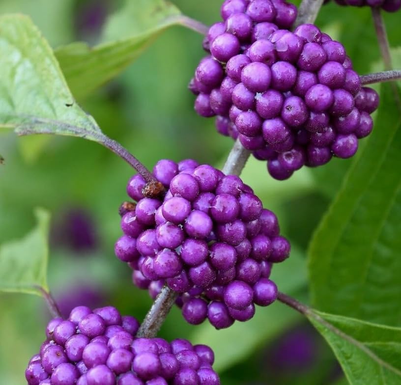 American Beautyberry Shrub/bush - 4-8